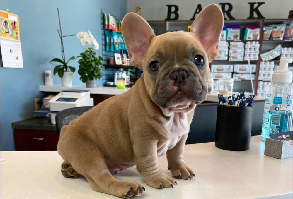 Collierville Veterinary Clinic 