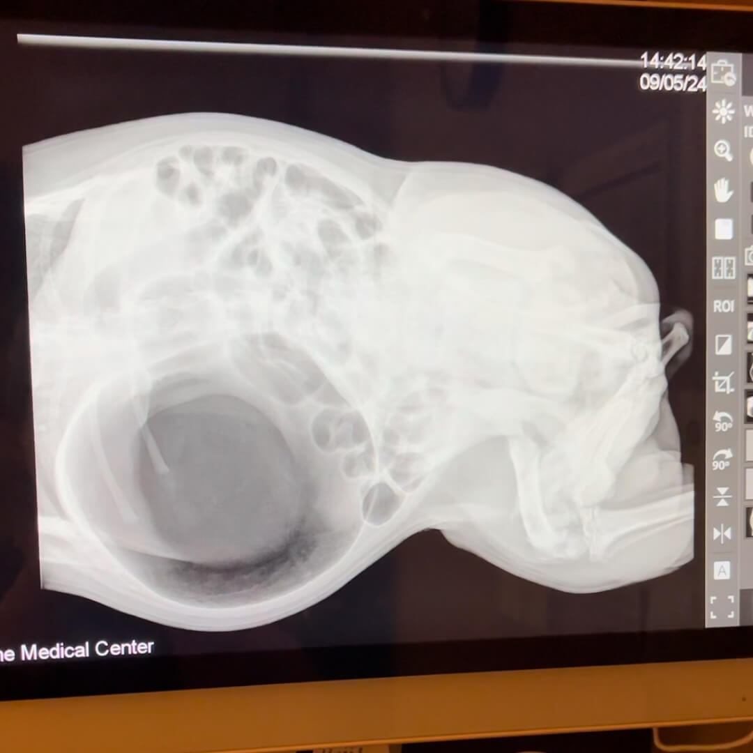 X-ray image of a dog's abdomen showing gastric bloat, used in veterinary radiology diagnostics in Collierville