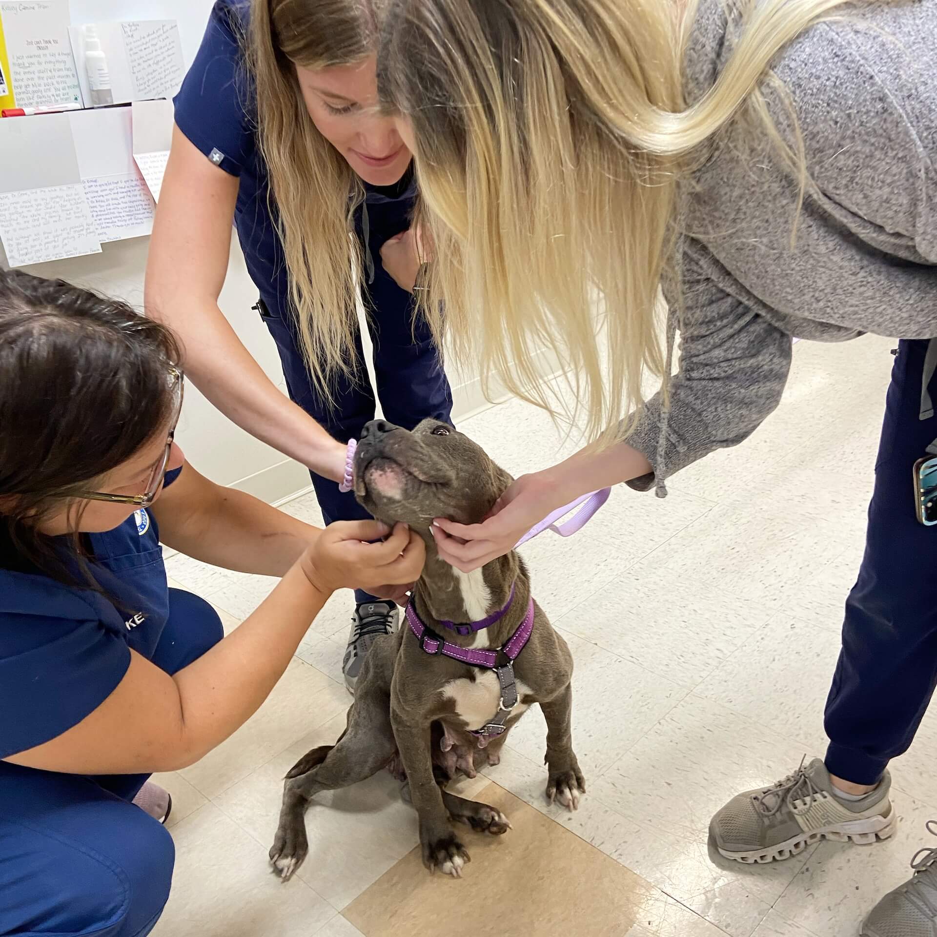 Veterinary staff examining a pit bull's face and skin during a dermatology appointment in Collierville