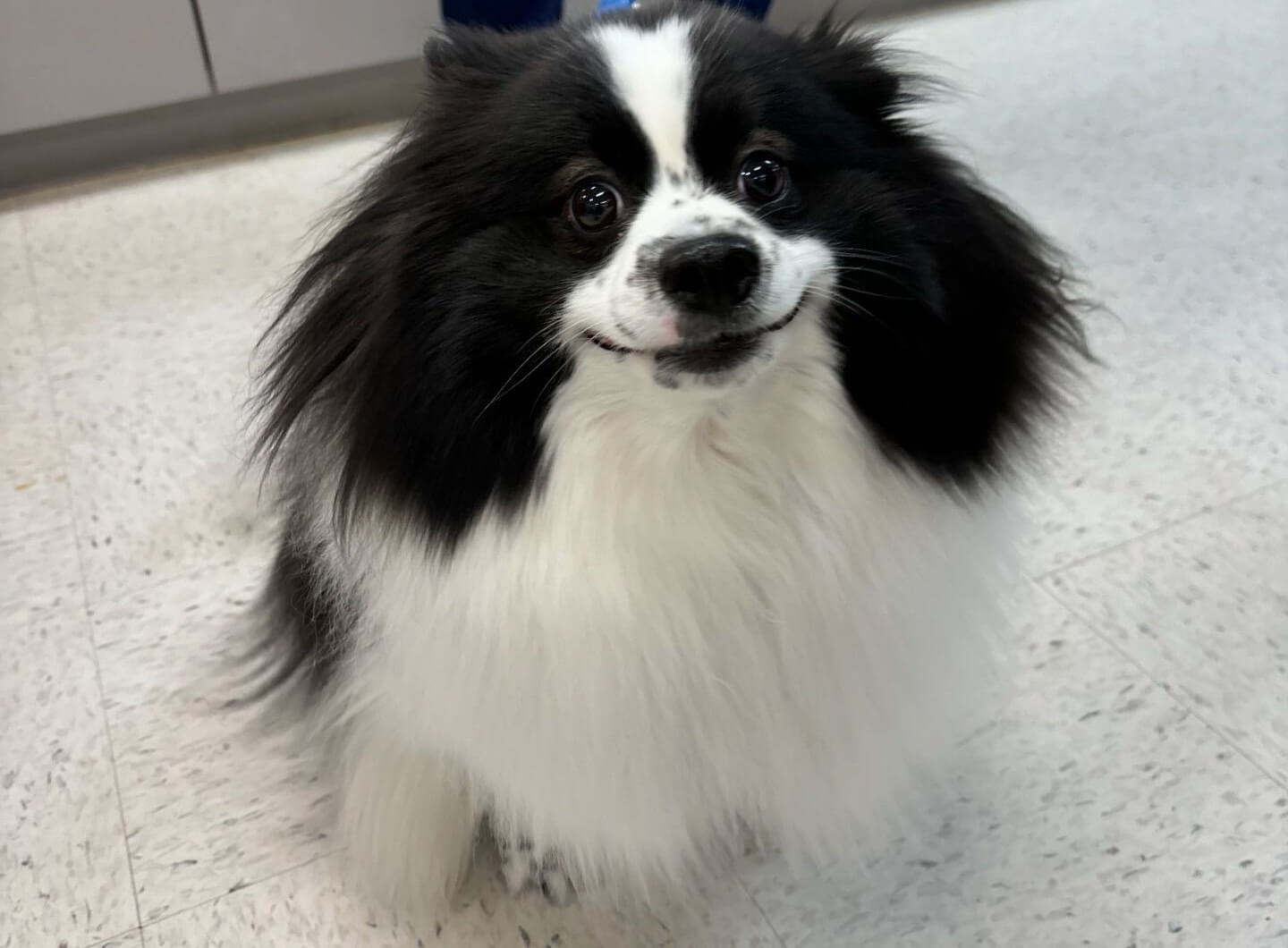 Friendly black and white Pomeranian sitting in a veterinary clinic for a specialist referral visit in Collierville