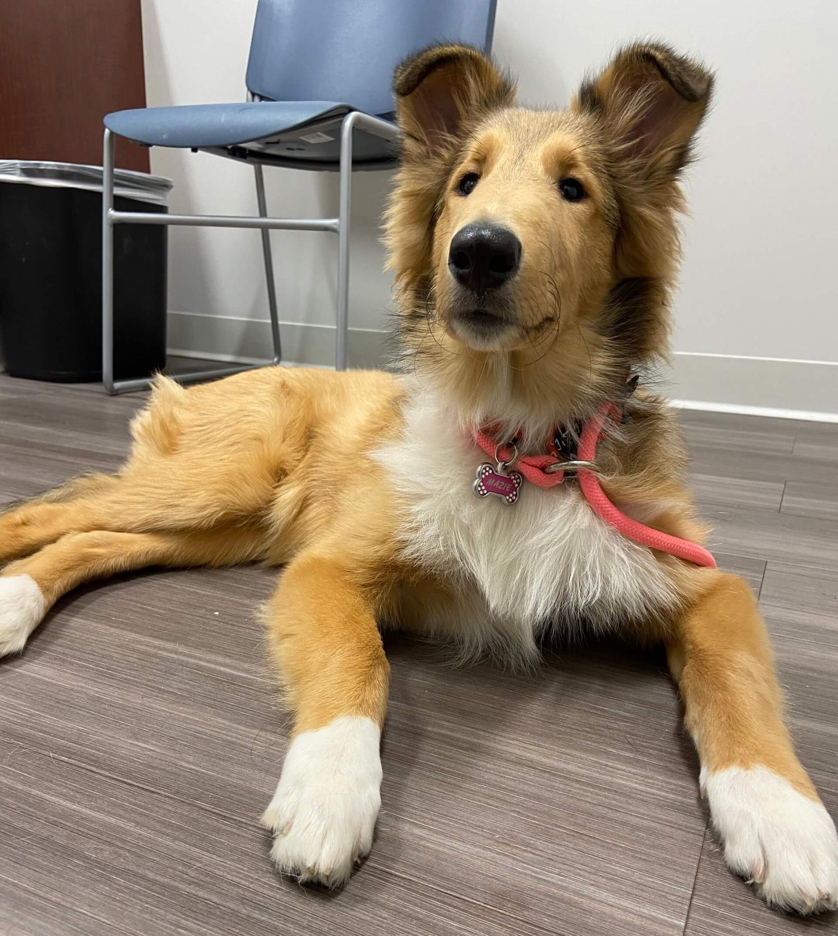 A Rough Collie resting on the floor of a veterinary exam room before a cryotherapy appointment in Collierville