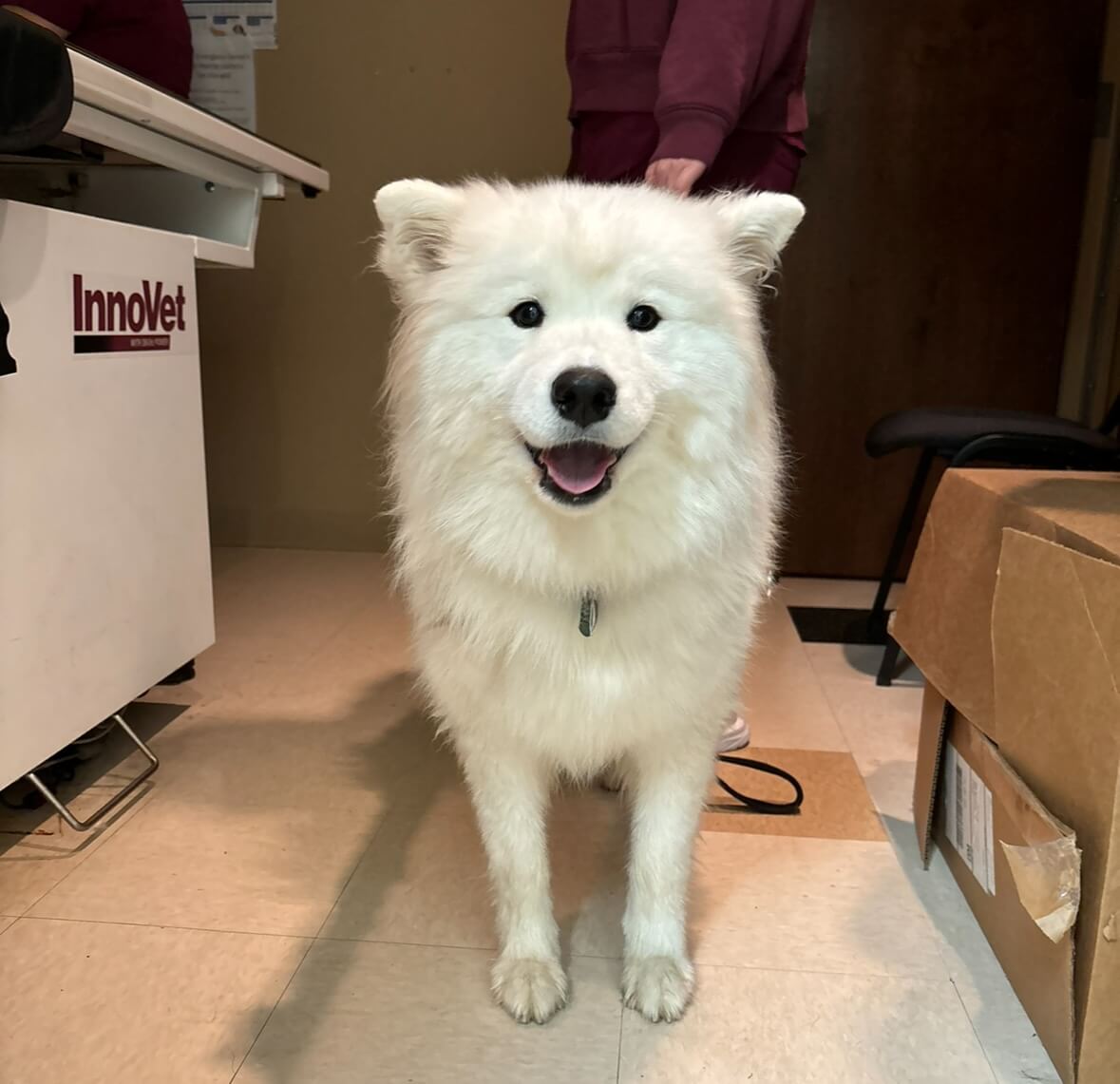 Happy Samoyed standing in a veterinary clinic before an ultrasound appointment in Collierville