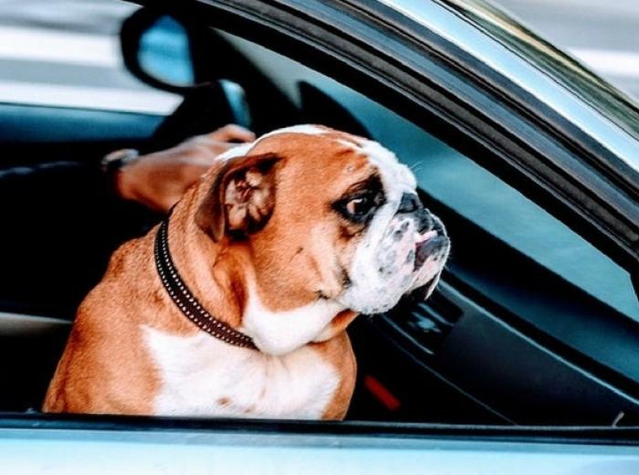 Traveling With Your Dog Over the Holidays? Here's What You Need to Know About Holiday Dog Travel