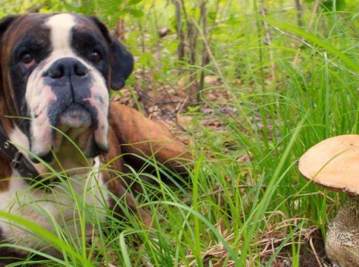 Mushrooms in the Yard: Should Pet Owners Be Worried?