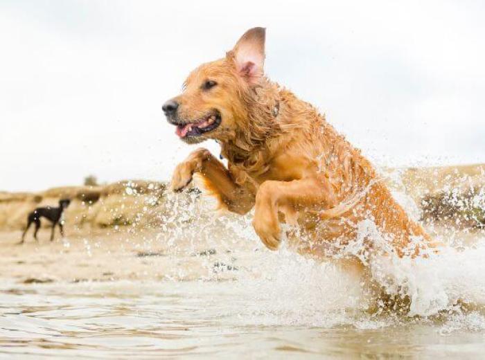 Why Does My Dog Get Diarrhea After a Beach or Lake Day?