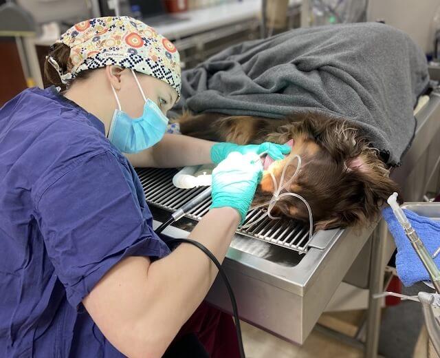 Dental Cleaning